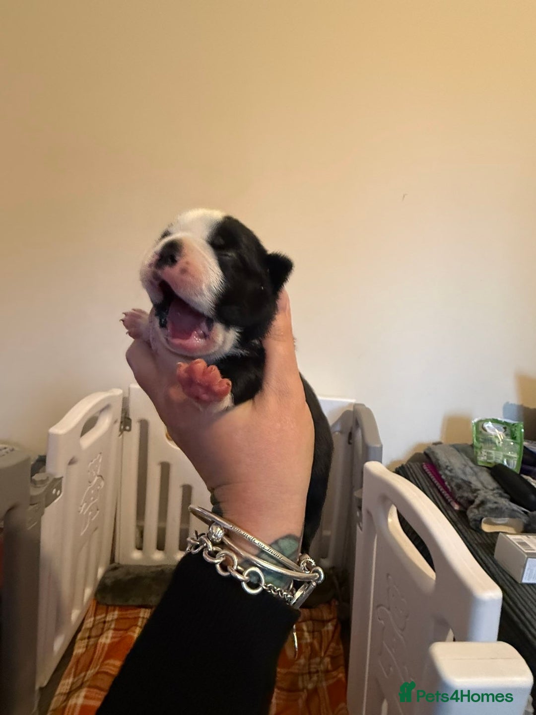 Boston Terrier dogs for sale: Quality Lines KC Registered Boston Terrier Puppies - Advert 18