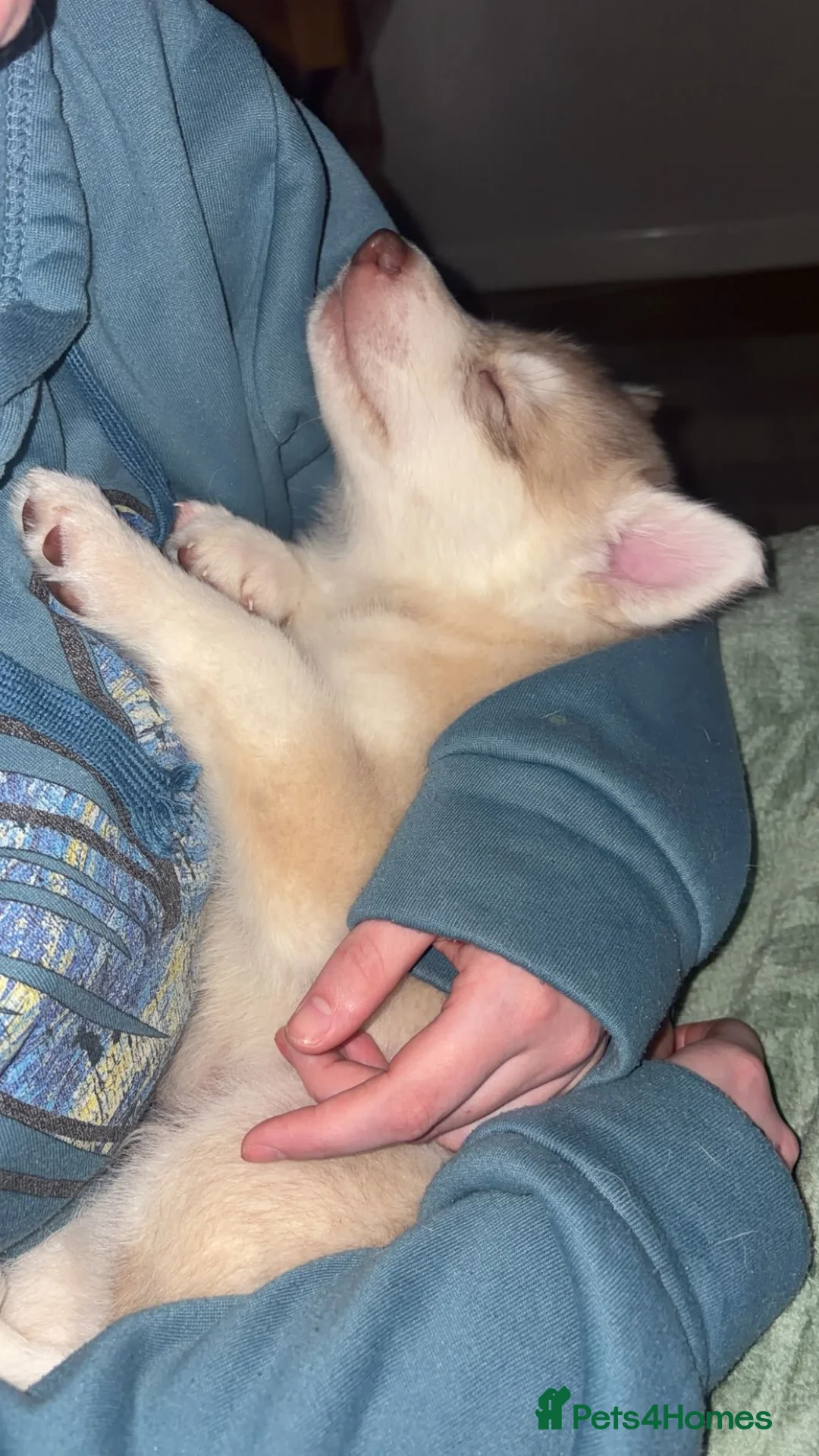 Northern Inuit dogs for sale: Northern Innuit puppies for sale  - Advert 14