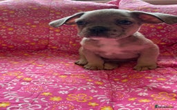 Mixed Breed dogs for sale: Beautiful french bulldog/shit zhu babies  - Image 5