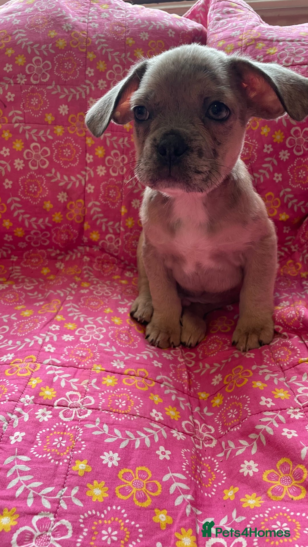 Mixed Breed dogs for sale: Beautiful french bulldog/shit zhu babies  - Image 5
