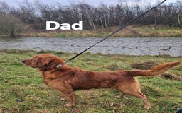 Golden Retriever dogs for sale: KC registered pedigree Golden Retriever pups - Image 21