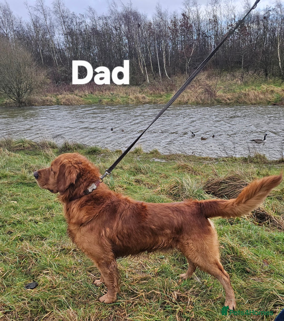 Golden Retriever dogs for sale: KC registered pedigree Golden Retriever pups - Image 21