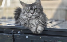 Maine Coon cats for sale: Merci lovely maine coon - Image 4