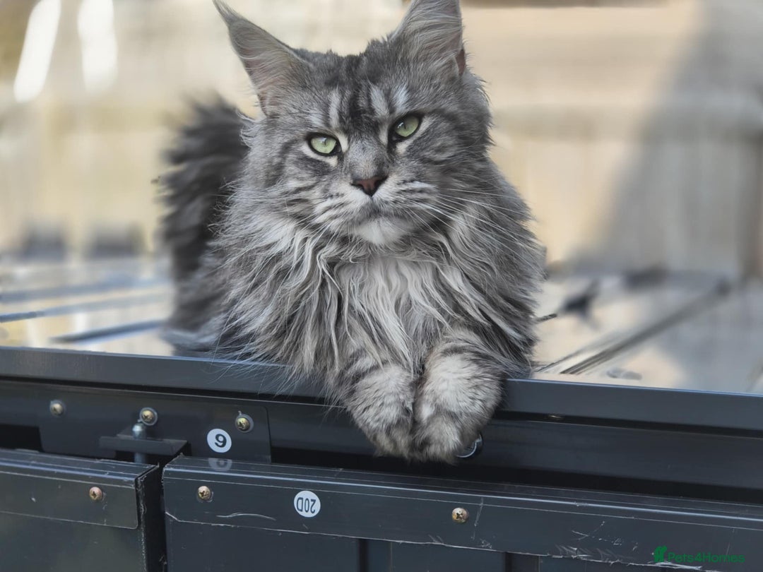Maine Coon cats for sale: Merci lovely maine coon - Image 4