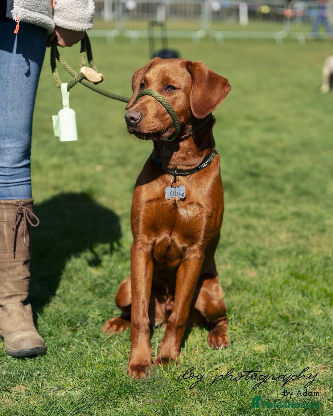 Labrador Retriever dogs for sale: Outstanding quality Darkest Fox Red Labrador pups - Advert 4