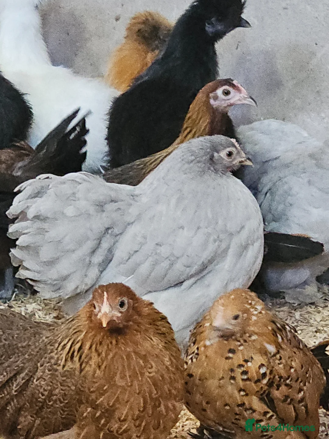 Chickens poultry for sale: Pure breed bantams and large fowl - Advert 5