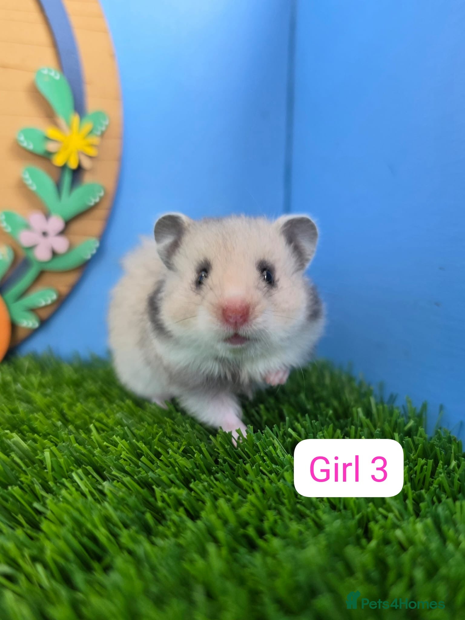 Hamster rodents Syrian Hamster Babies Baby Male Female Pedigree - Advert 1