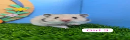 Hamster rodents for sale: Syrian Hamster Babies Baby Male Female Pedigree - Advert 3