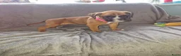 Boxer dogs for sale: 4 k.c boxer puppies ready for there new homes  in Sowerby Bridge - Advert 13