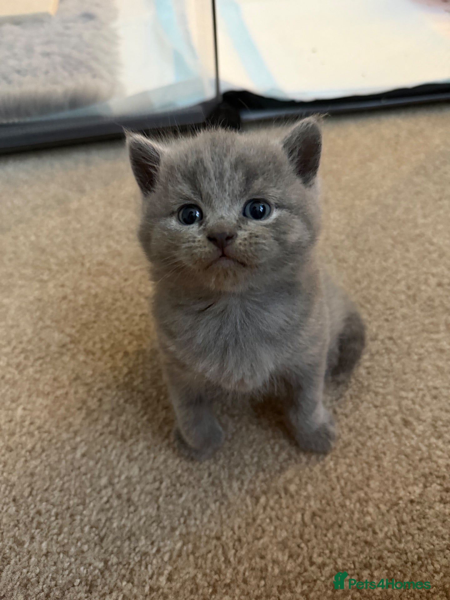 British Shorthair cats British Shorthair Kittens  - Advert 3