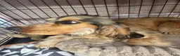 Cocker Spaniel dogs for sale: 7 month old Show Cockerspaniel - Advert 3