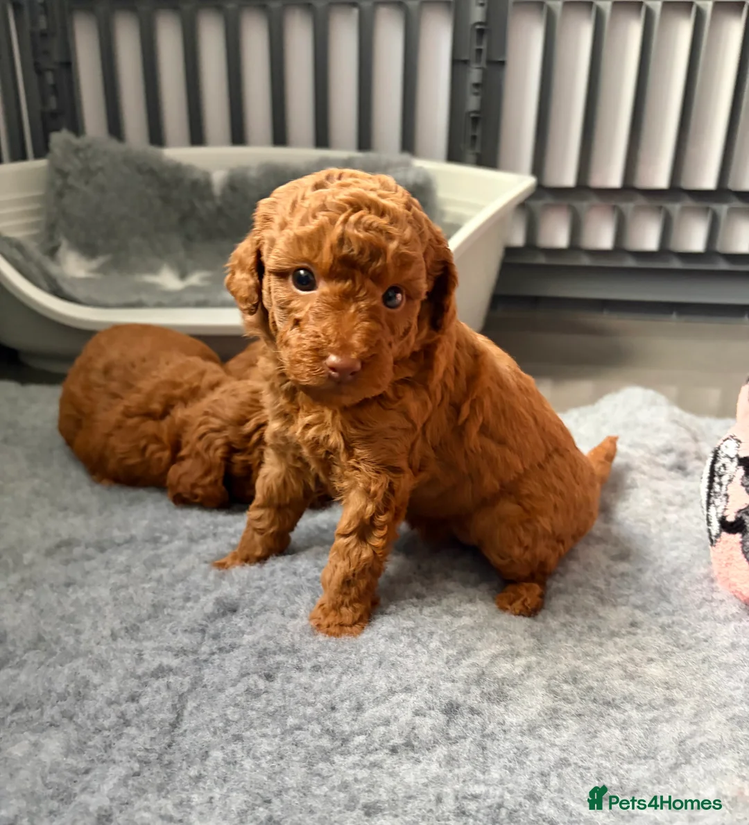 Cavapoo dogs for sale: F1 Cavapoo puppies  - Advert 14