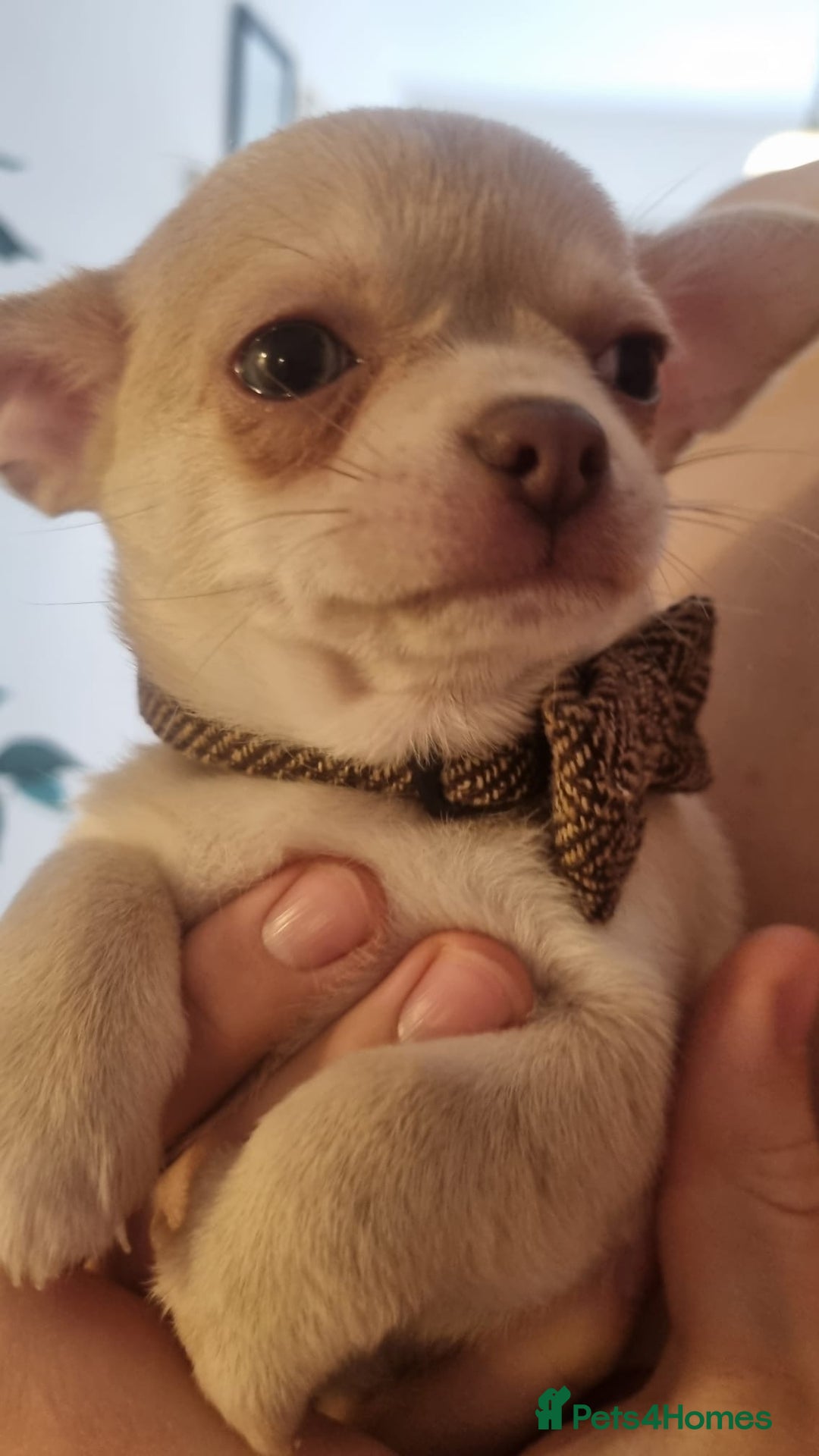 Chihuahua dogs for sale: Gorgeous Smooth coat KC registered chihuahuas - Image 14