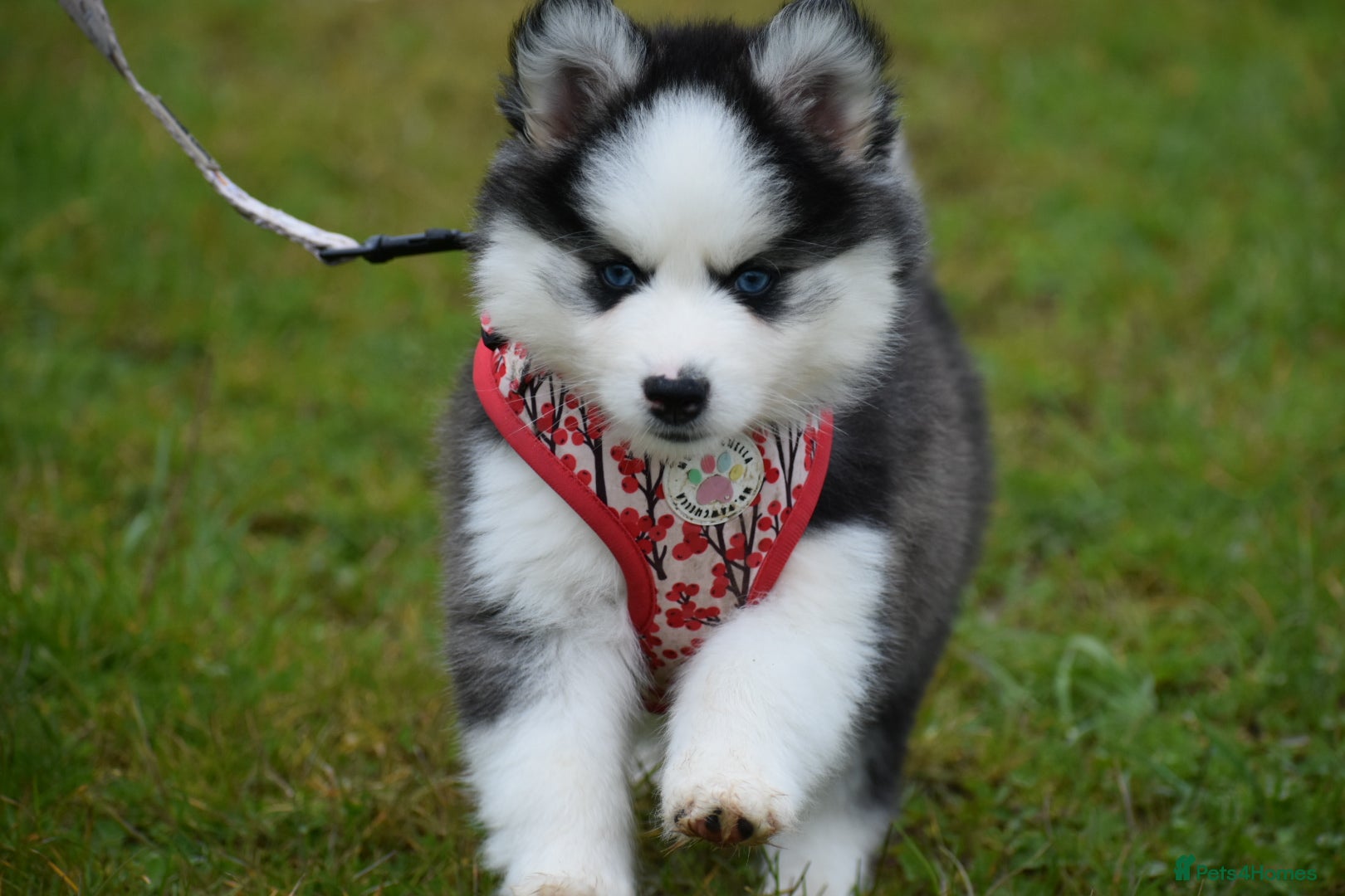 Pomsky dogs Genuine Pomsky puppies from health tested parents - Advert 3