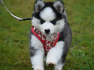 Pomsky dogs Genuine Pomsky puppies from health tested parents - Advert 3