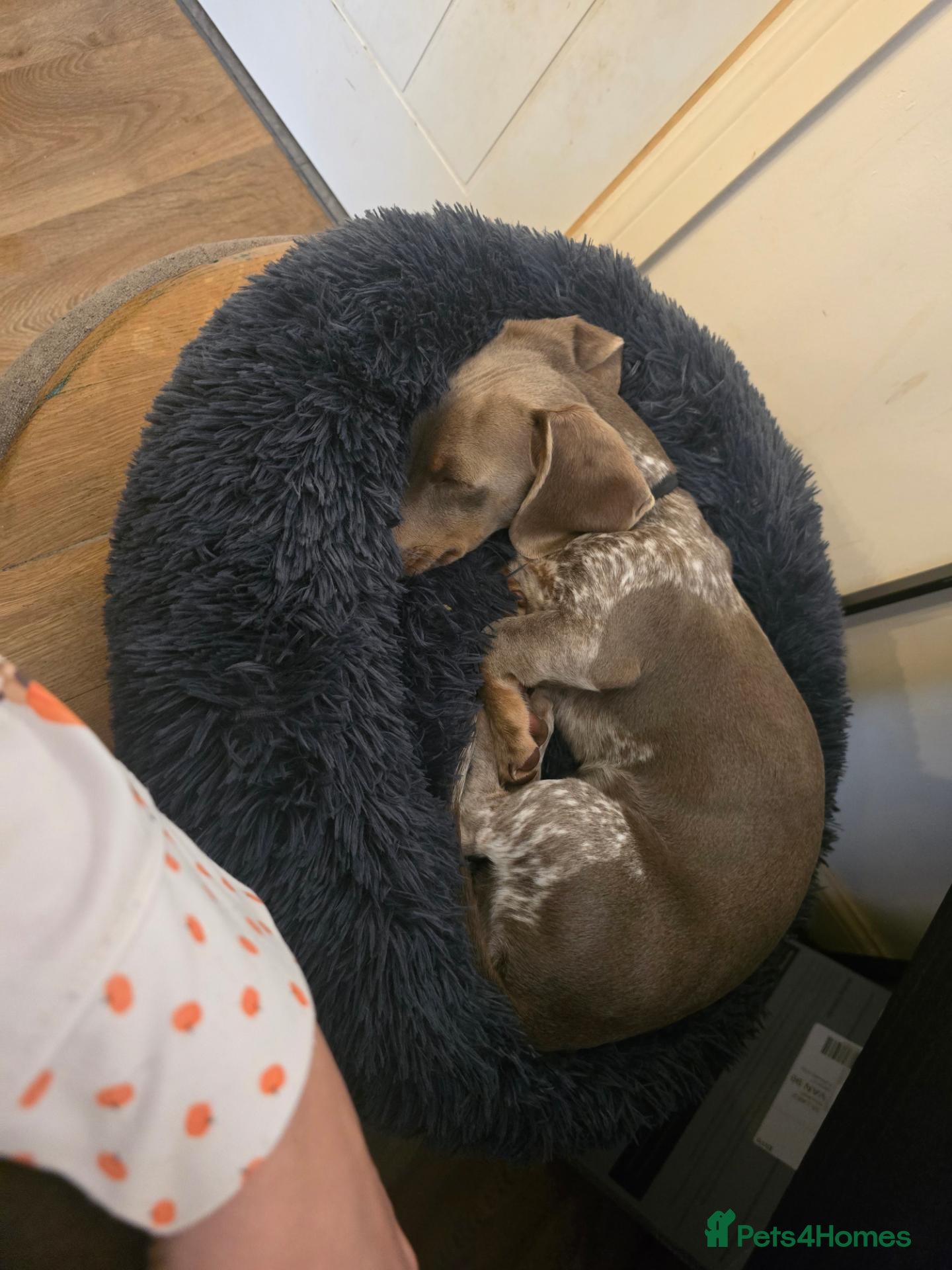 Miniature Dachshund dogs Rehome a Gorgeous little boy - Advert 1