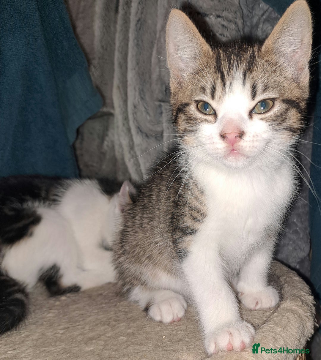 Mixed Breed cats for sale: Beautiful bundles of fun  - Advert 6