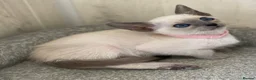 Siamese cats for sale: GCCF Registered Siamese Kittens  - Advert 28