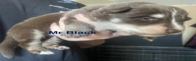 Mr Black