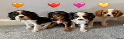 Cavalier King Charles Spaniel dogs for sale: Beautiful health tested cavalier King Charles  - Advert 7