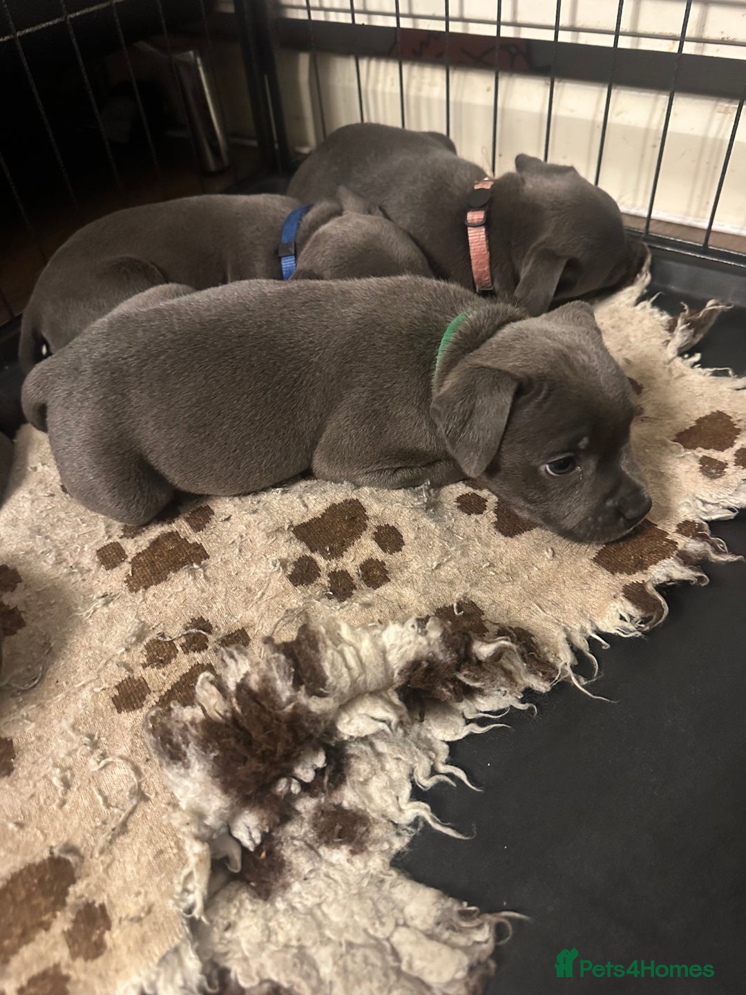 Staffordshire Bull Terrier dogs for sale: KC ⭐️Champion⭐️ bloodline Staffy Ready to leave - Advert 3