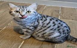 British Shorthair cats for sale: Beautiful bsh kittens  - Image 4