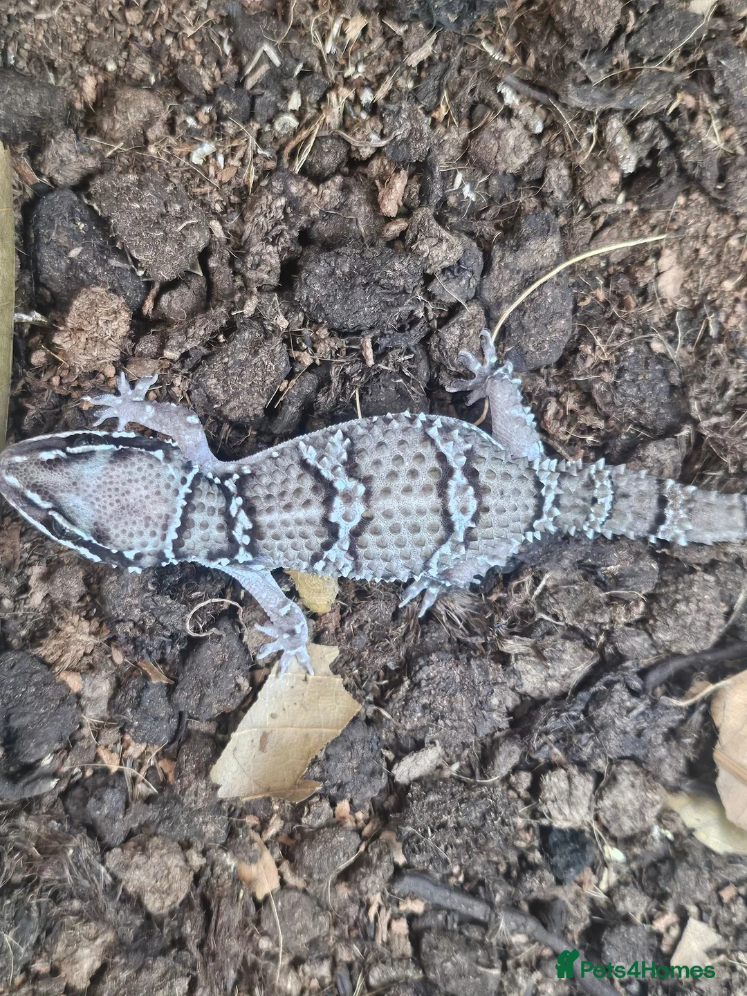 Gecko reptiles for sale: Termite hill geckos - Advert 2