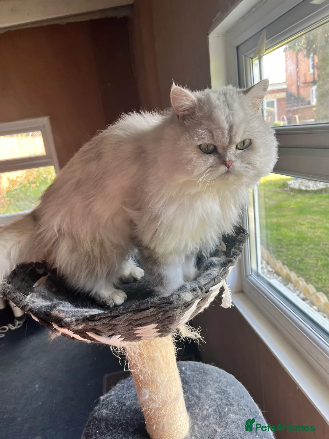 Persian cats for stud: Handsome grey tipped cat FOR STUD ONLY in Birmingham - Advert 3