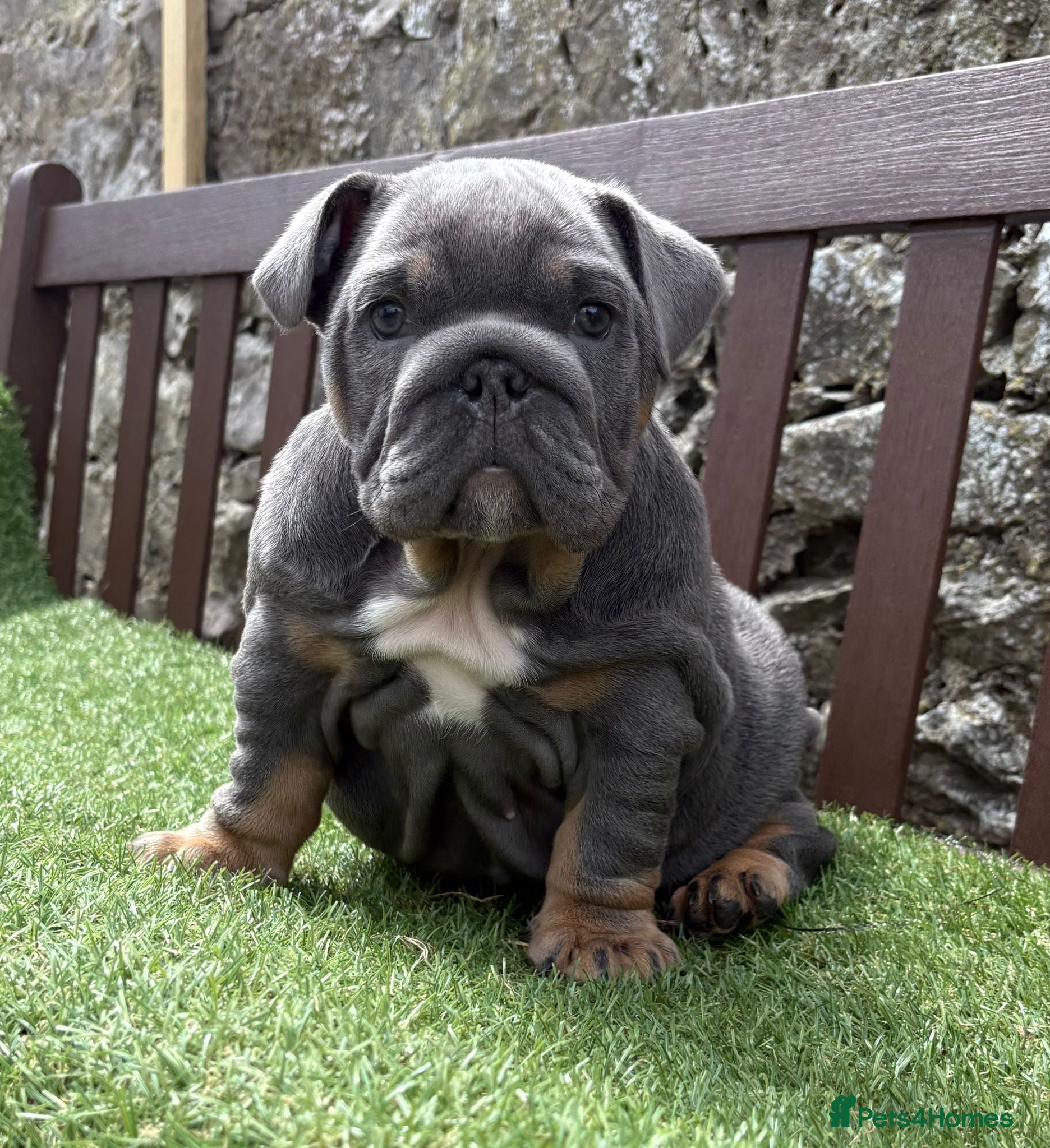 English Bulldog dogs KC Registered English bulldog puppies ready  💙❤️ - Advert 18