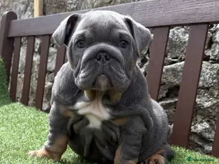 English Bulldog dogs KC Registered English bulldog puppies ready 💙❤️ - Advert 18