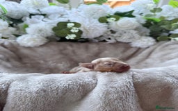 Miniature Dachshund dogs for sale: ⭐️Beautiful litter Of Rainbow Dachshund Puppies⭐️ - Image 31