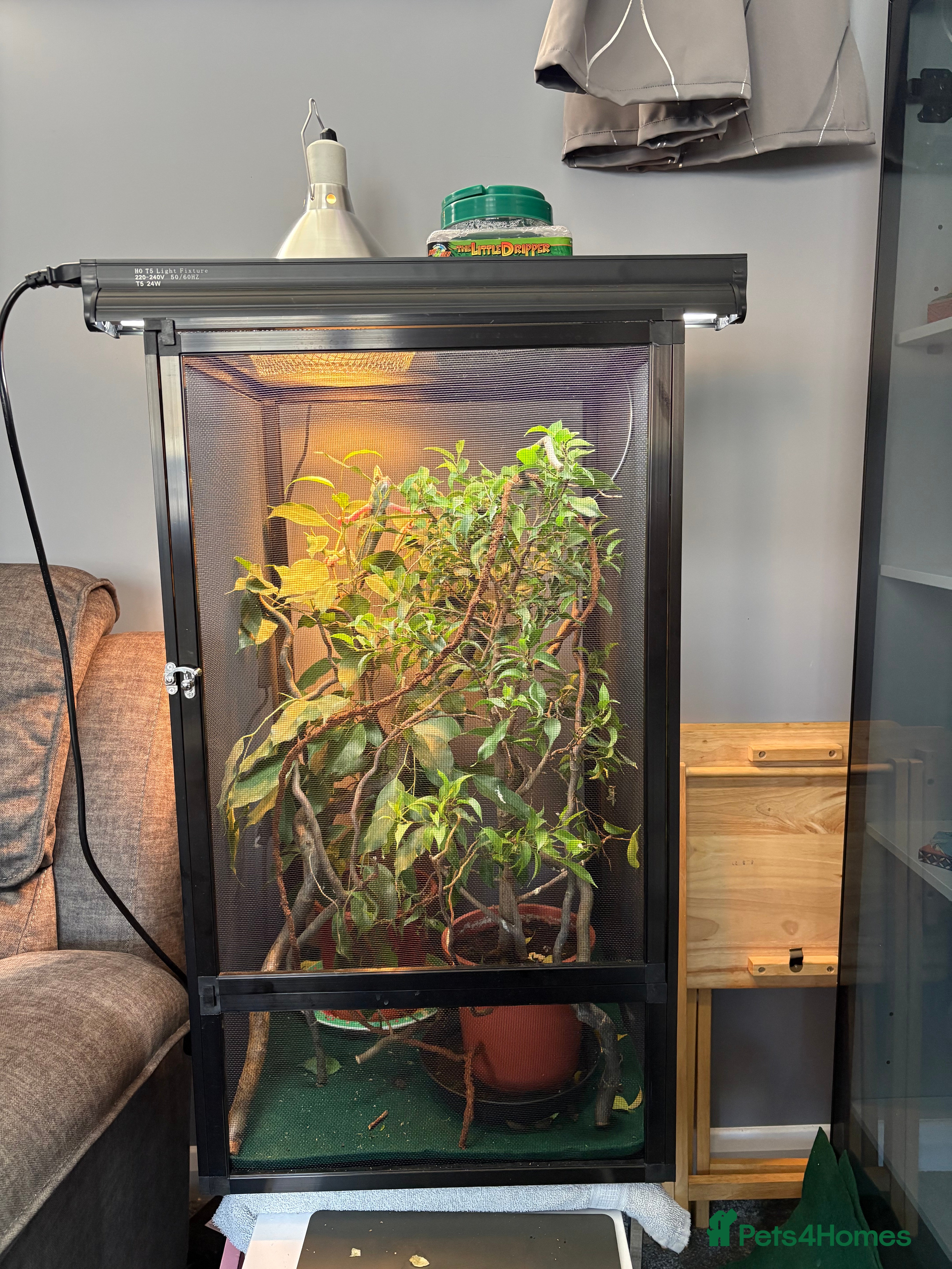 Chameleon reptiles Male 5 month old Yemen (veiled) chameleon with viv - Advert 2