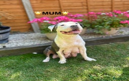 Staffordshire Bull Terrier dogs for sale: STAFFORDSHIRE BULL TERRIERS💚 - Image 23