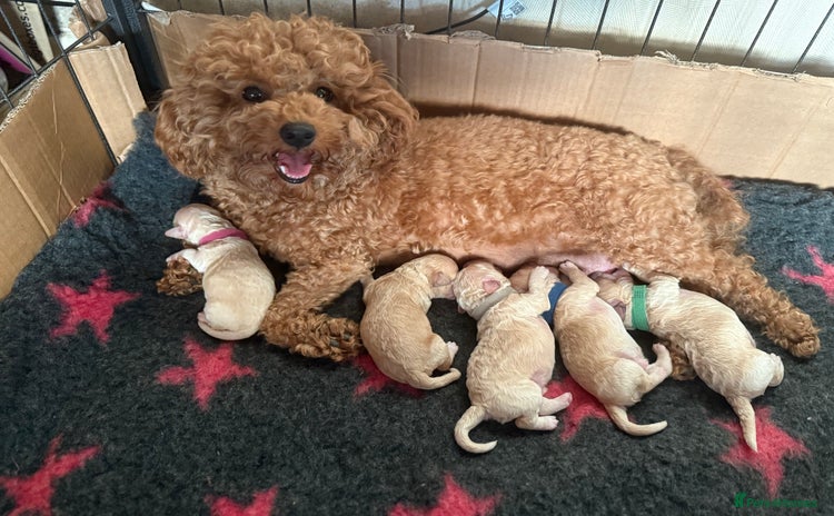 Poochon dogs - Advert 3