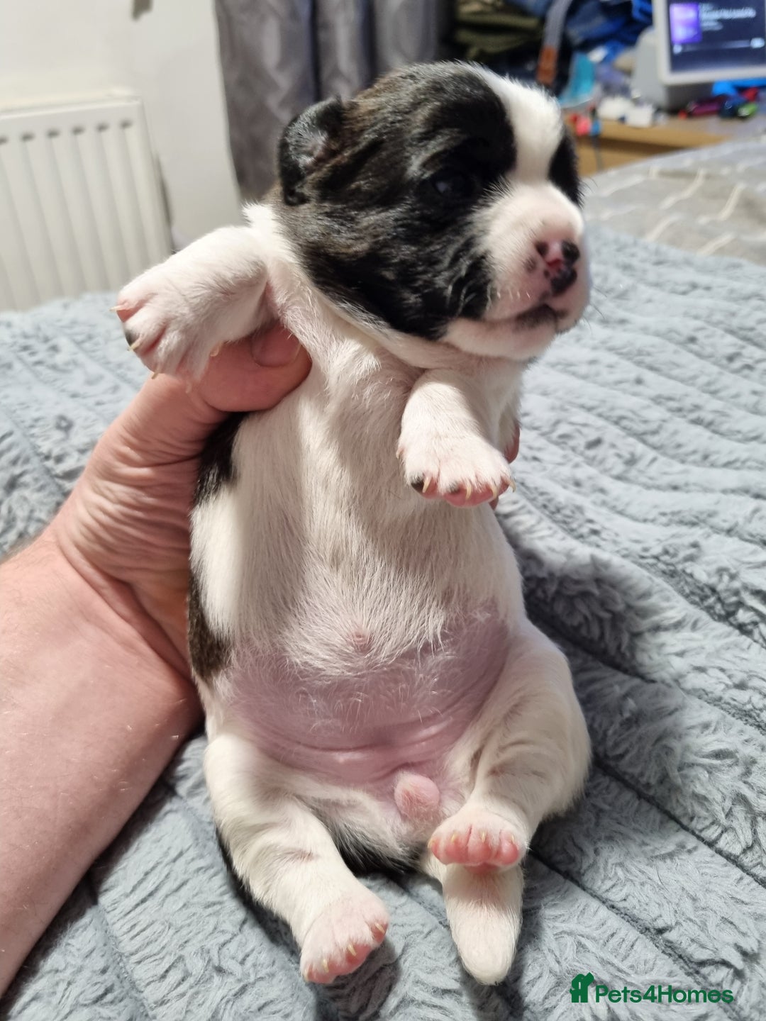 Jack Russell dogs for sale: Jack Russell X Shih Tzu Puppies - Advert 19