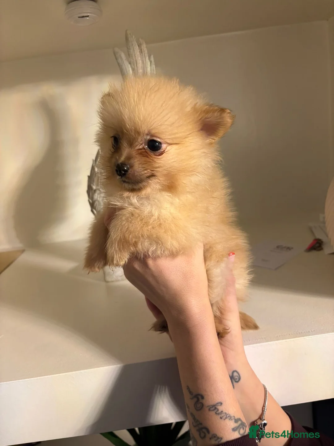 Pomeranian dogs for sale: Pomeranian puppies   - Advert 15