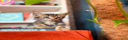 Russian Blue cats for sale: I have 5 beautiful kittens available  - Advert 7