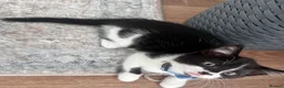 Mixed Breed cats for sale: Beautiful 8week old kittens  - Advert 8