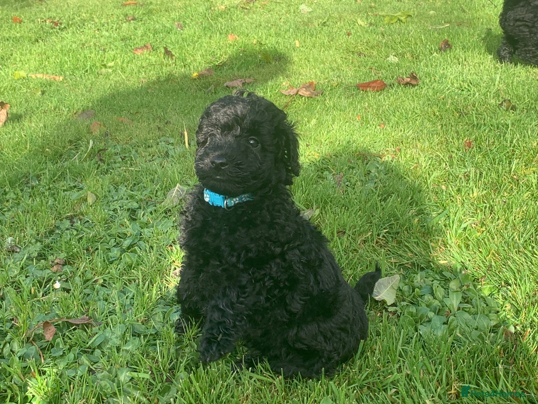 Cockapoo dogs for sale: Black Cockerpoo puppies  - Image 4