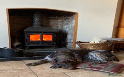 German Wirehaired Pointer dogs for sale: German Wirehaired Pointer Female Pup - Advert 7