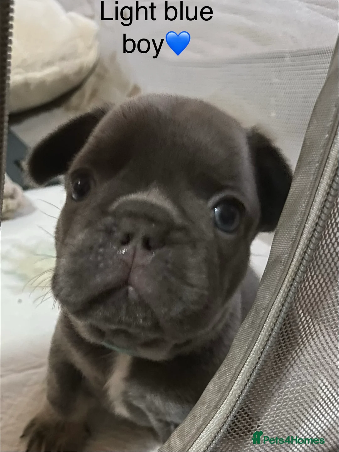 French Bulldog dogs for sale: French bulldog puppies - Advert 5