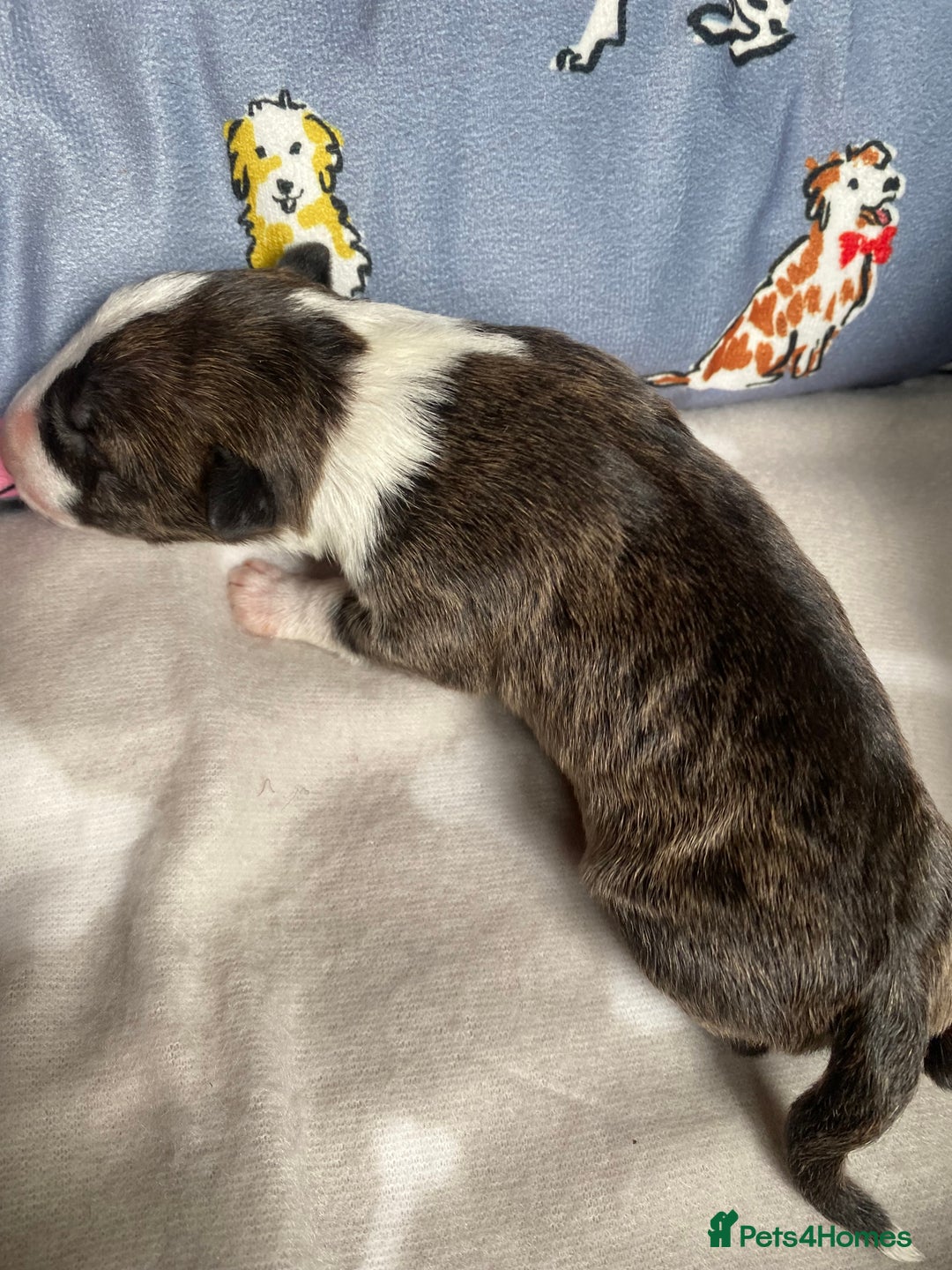 English Bull Terrier dogs for sale: English bull terrier puppy’s  - Image 29