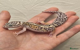 Leopard Gecko reptiles for sale: Leopard geckos babies various morphs  - Image 17