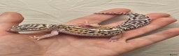 Leopard Gecko reptiles for sale: Leopard geckos babies various morphs  - Advert 18