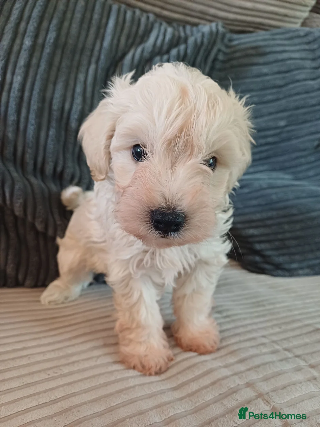 Mixed Breed dogs for sale: Multipoo X Miniature Schnauzer beautiful pups - Advert 1