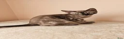 Bengal cats for sale: BENGAL 😺 furry Kittens – Ready For your Homes!💖 - Advert 6