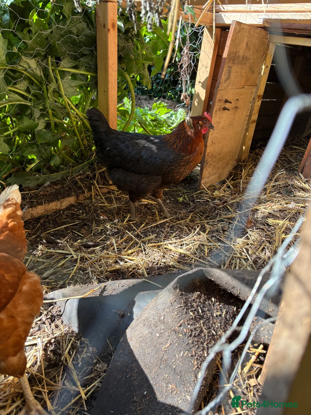 Chickens poultry for sale: One Light sussex & one black rock hens for sale  in Dover - Advert 7