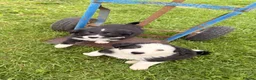 Border Collie dogs for sale: BEAUTIFUL BORDER COLLIE PUPS - Advert 13