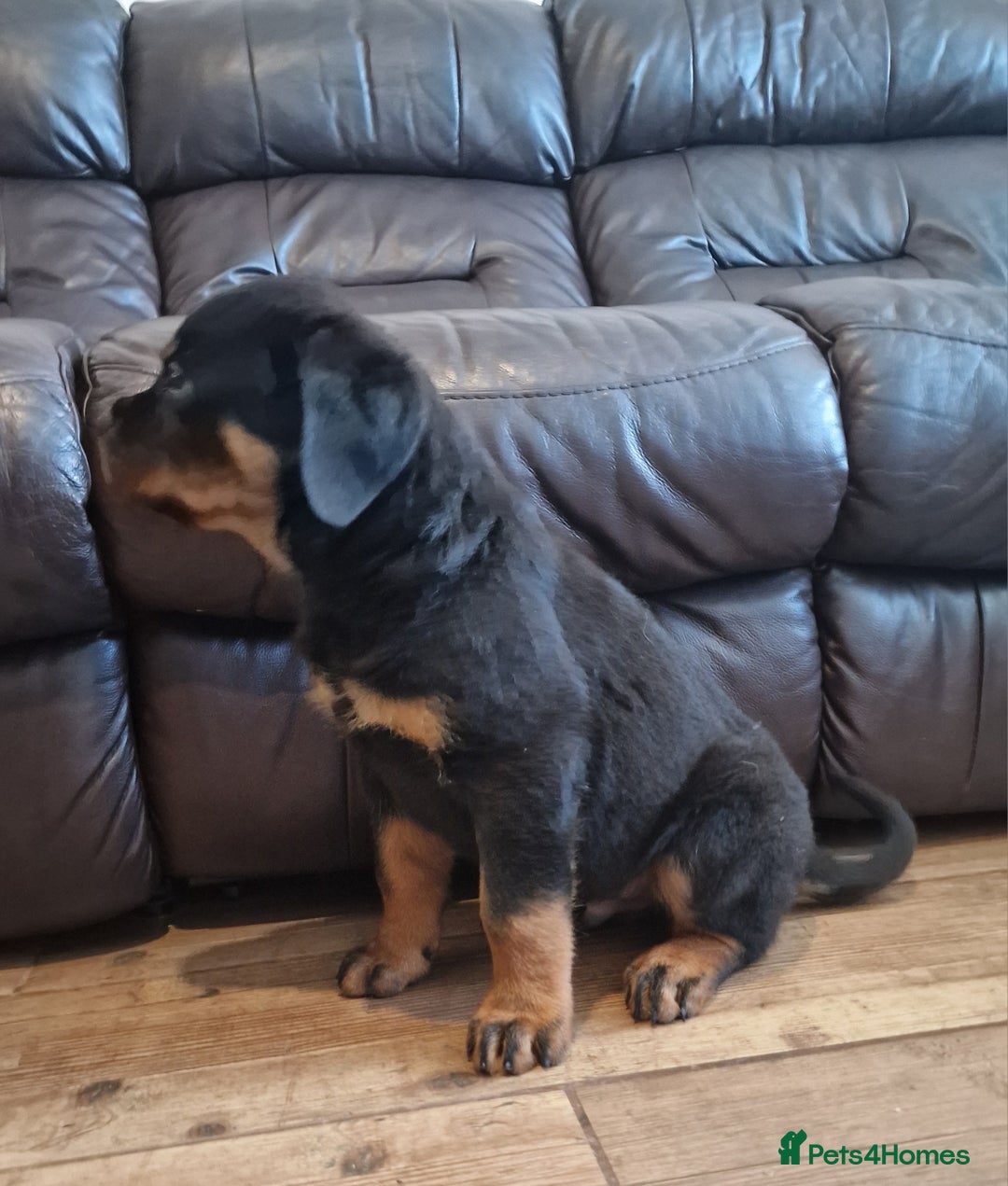 Rottweiler dogs for sale: MASSIVE ROTTWEILER PUPPIES  - Advert 22
