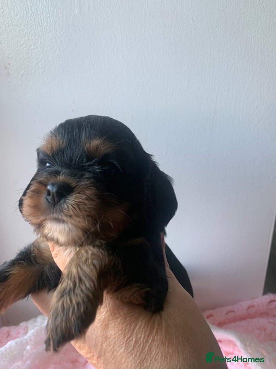 Cavalier King Charles Spaniel dogs for sale: ruby & black and tan kc reg pups - Advert 9